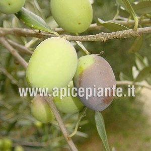 Olivo Ascolana tenera