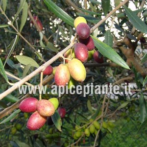 Olivo Coratina