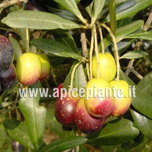 Olivo Gentile