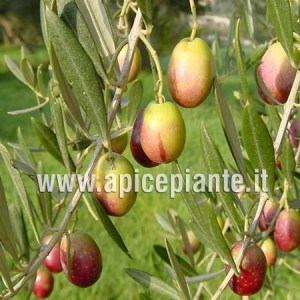 Olivo Crognalegno