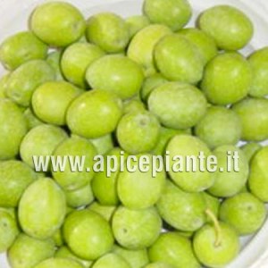 Olivo Nocellara Etnea