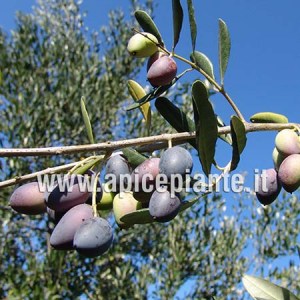 Olivo Nociara