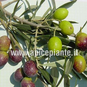 Olivo Peranzana