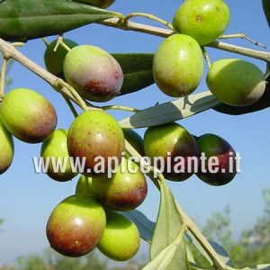 Olivo Leccio-Raggia