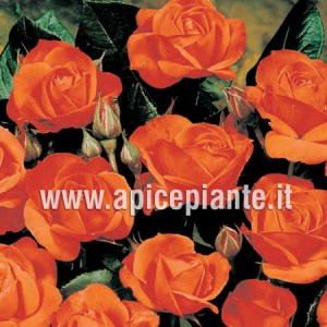 Rosa polianta rifiorente ORANGE SENSATION