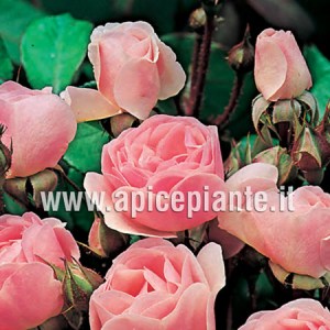 Rosa polianta rifiorente PAPILLON ROSE