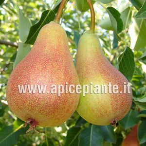 Pero Bella di Giugno