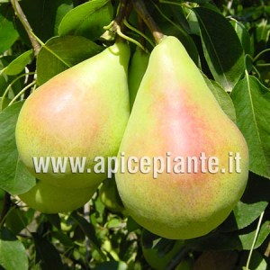 Pero Coscia