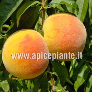 Percoco Baby Gold 6