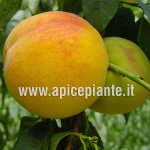 Percoco Baby Gold 9