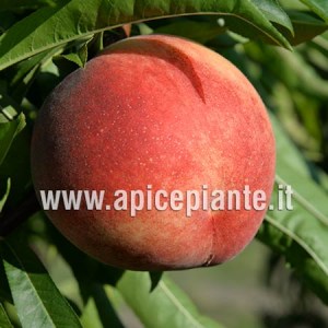 Pesco Maria Bianca