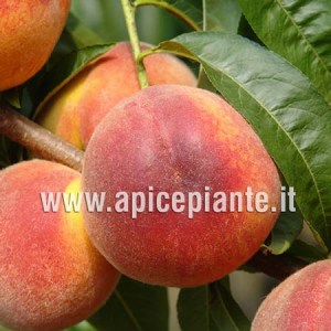 Pesco Suncrest