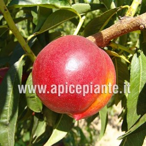 Pesconoce Vega