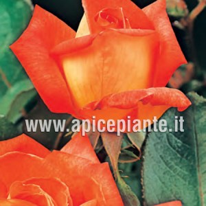 Rosa grandiflora rifiorente PICCADILLY