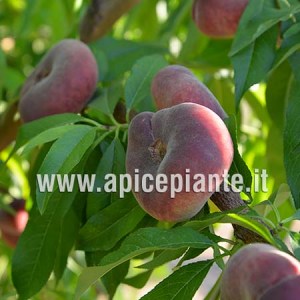 Pesco Platicarpa Bianca Tardiva