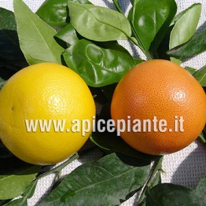 Pompelmo giallo e rosa