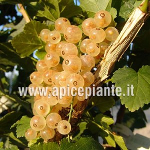 Ribes bianco Zitavia