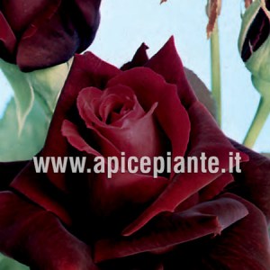 Rosa grandiflora rifiorente ROSA NERA