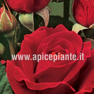 Rosa grandiflora rifiorente ROSSO SCARLATTO