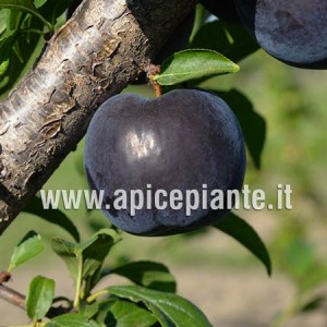 Susino Black Amber