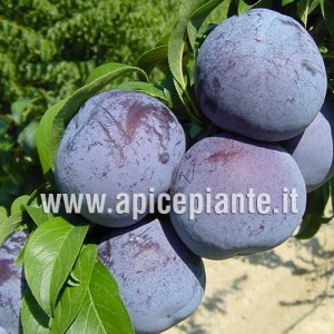 Plum tree Friar