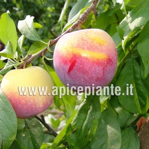Susino Santa Rosa