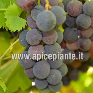 Uva Francese Nero