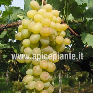 Uva Matilde
