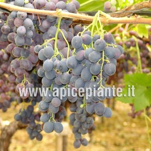 Uva Michele Paglieri