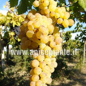 Uva Moscato di Terracina