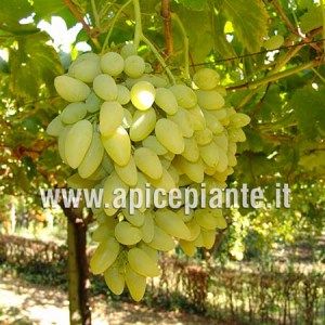 Uva Pizzutello bianco