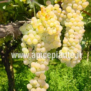 trebbiano toscano