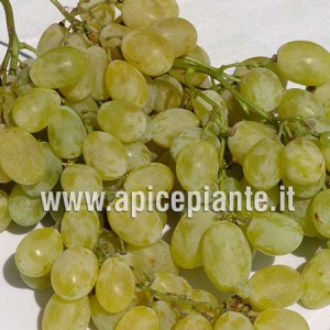 Uva Vittoria