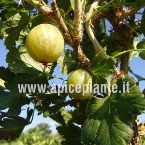 Uvaspina Bianca Hinnonmaki