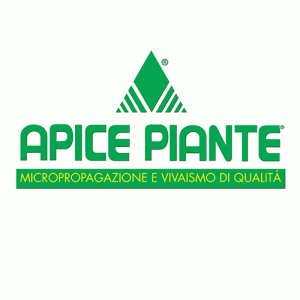 apice-piante